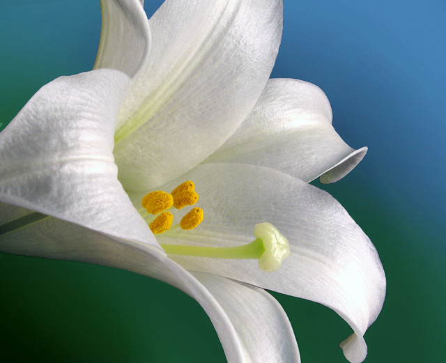 Easter lilies to remember a loved one